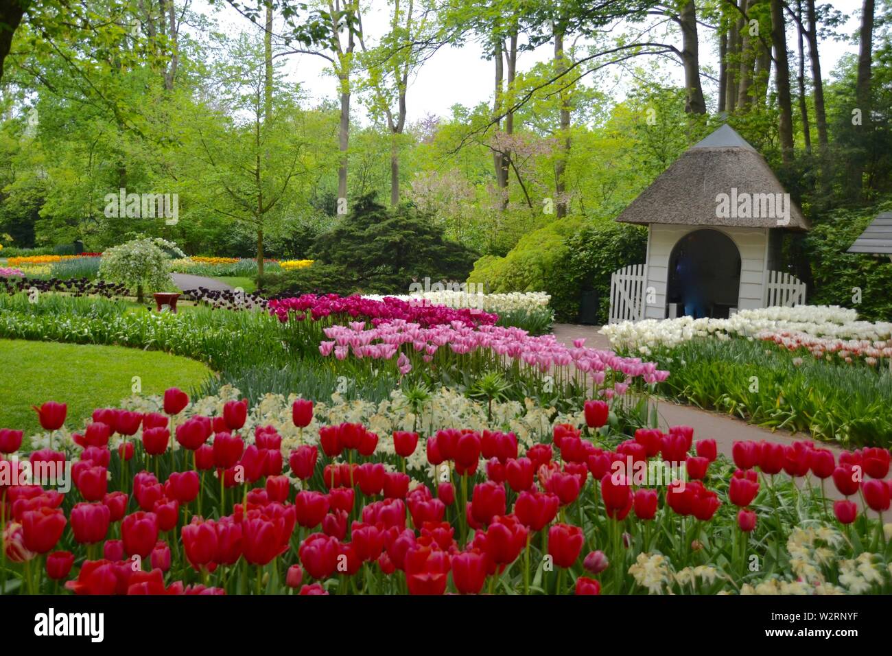 Tulipes Keukenhof Park, Pays-Bas Banque D'Images