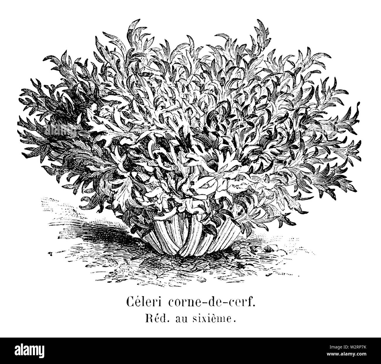 Corne Sans fac-simile des-de-cerf Vilmorin-Andrieux 1904 Banque D'Images