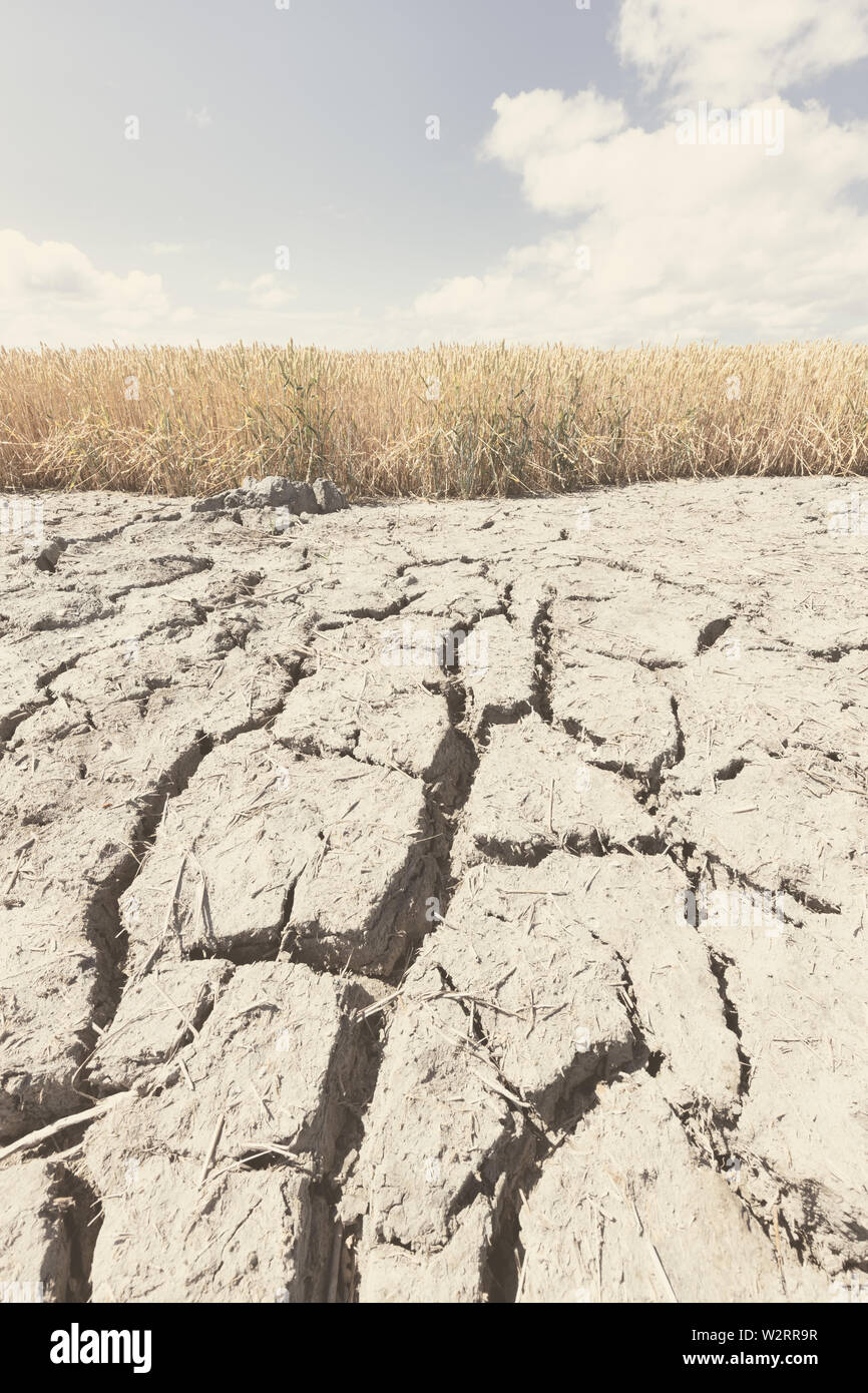 Sec et aride avec des terres de cultures n'en raison du changement climatique et le réchauffement climatique. La chaleur haute température op l'atmosphère d'une terre chaude. Banque D'Images