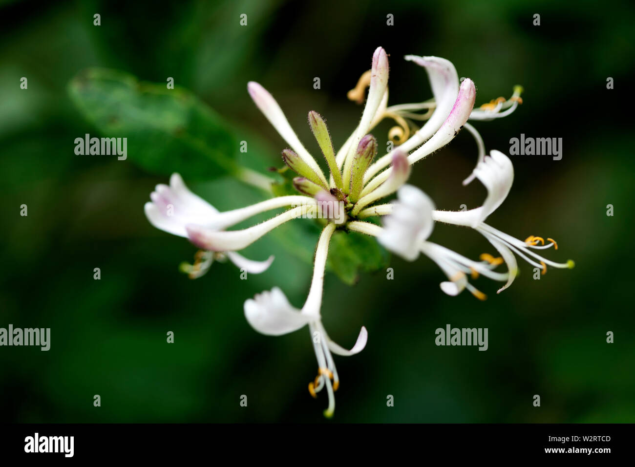 Floraison de fleurs macro fond fine art en haute qualité 50 mégapixels famille caprifoliaceae Lonicera periclymenum Banque D'Images