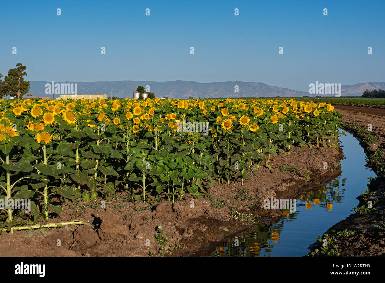 Les champs de tournesols Dixon en Californie Banque D'Images