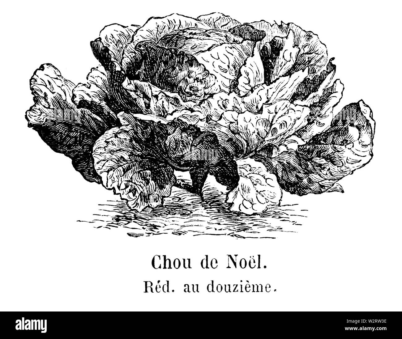 Chou de Noël Vilmorin-Andrieux 1904 Banque D'Images