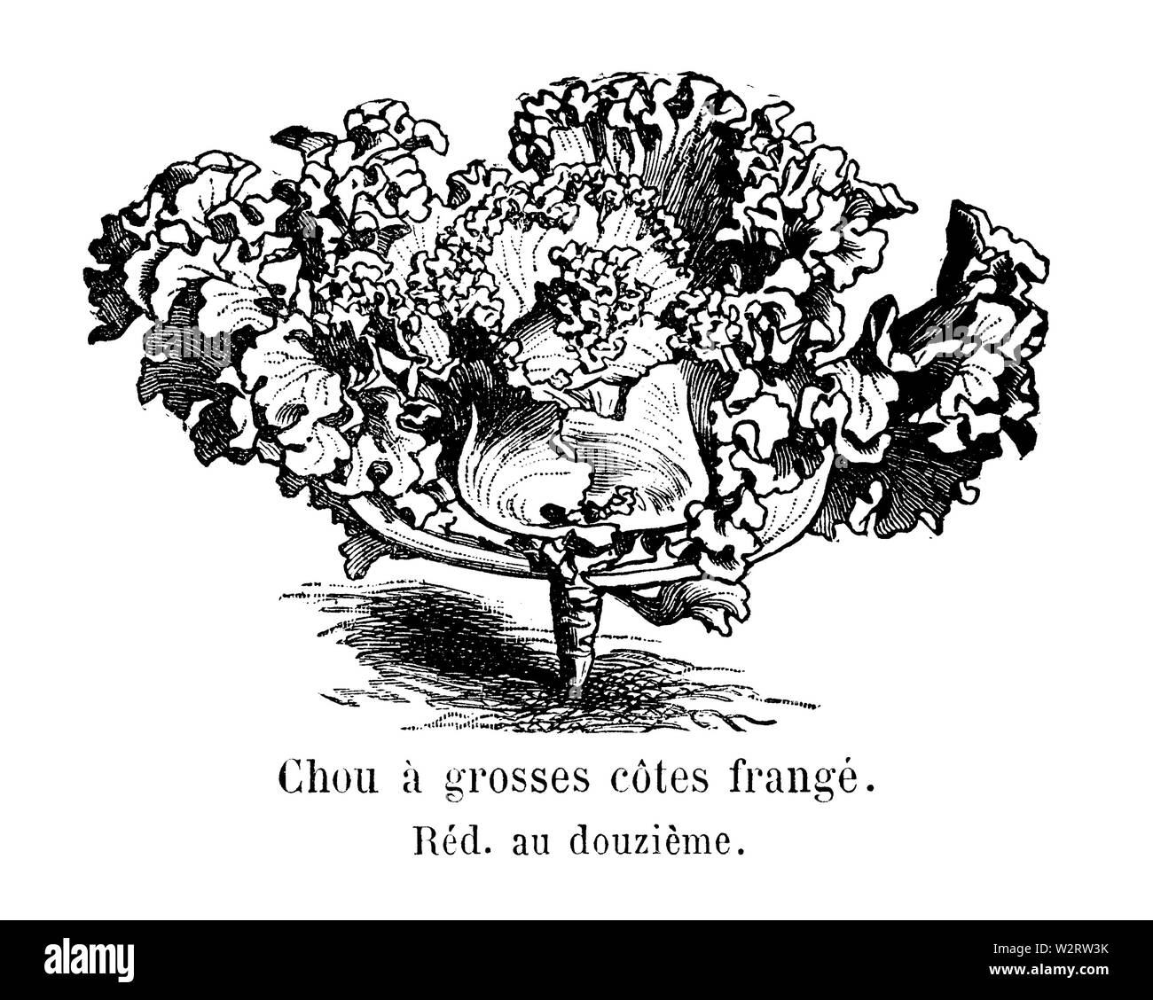 Chou à grosses côtes frangé Vilmorin-Andrieux 1904 Banque D'Images
