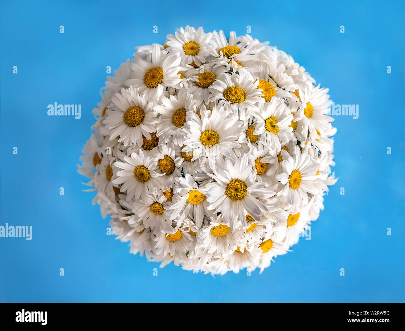 Comme sphère petite planète couverte de fleurs marguerite blanc sur fond bleu Banque D'Images