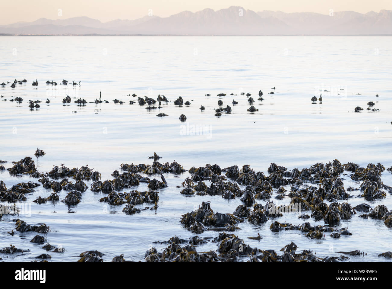 Les forêts de varech en Afrique du Sud a False Bay, près du cap, dépasser au-dessus d'une mer calme, près de House sur la péninsule du Cap Banque D'Images