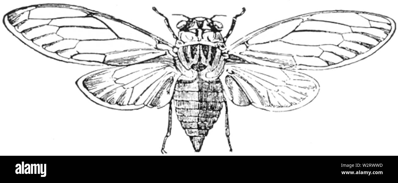 Cigale orni illustration Banque D'Images