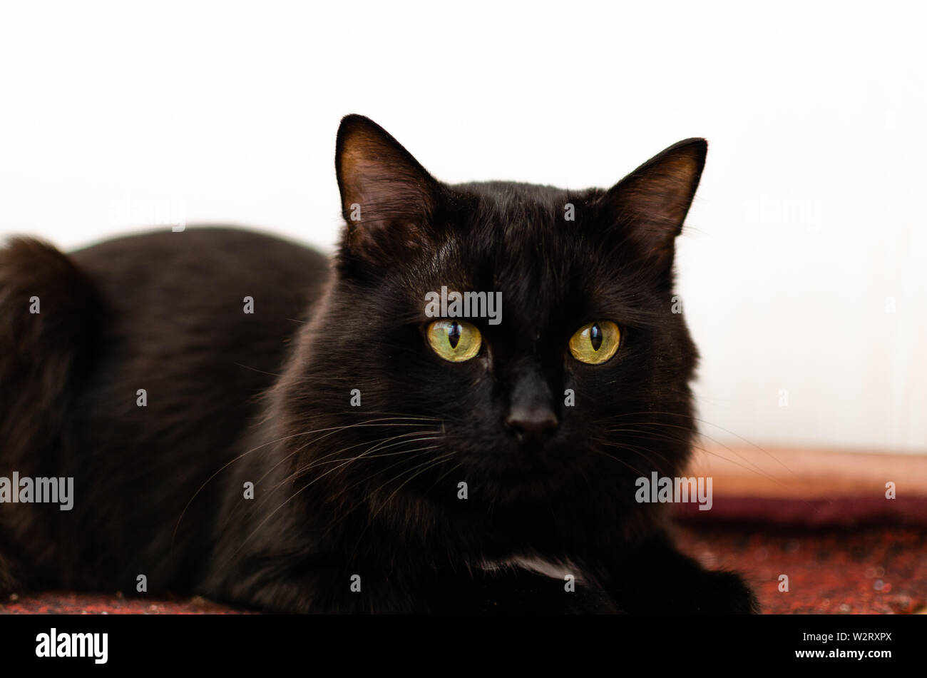 Beau chat noir avec de grands yeux verts, sur un fond clair. Banque D'Images