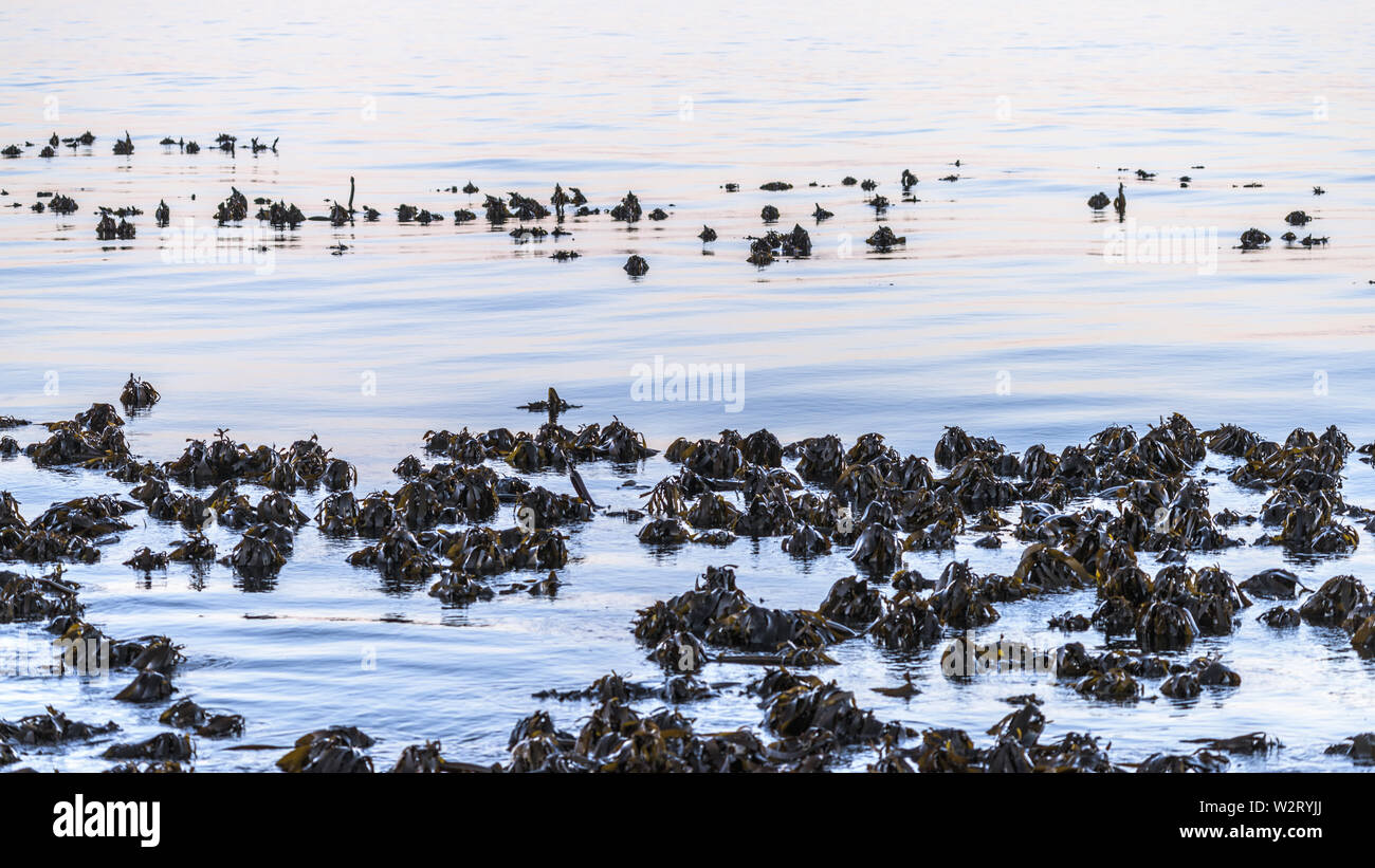 Les forêts de varech en Afrique du Sud a False Bay, près du cap, dépasser au-dessus d'une mer calme, près de House sur la péninsule du Cap Banque D'Images