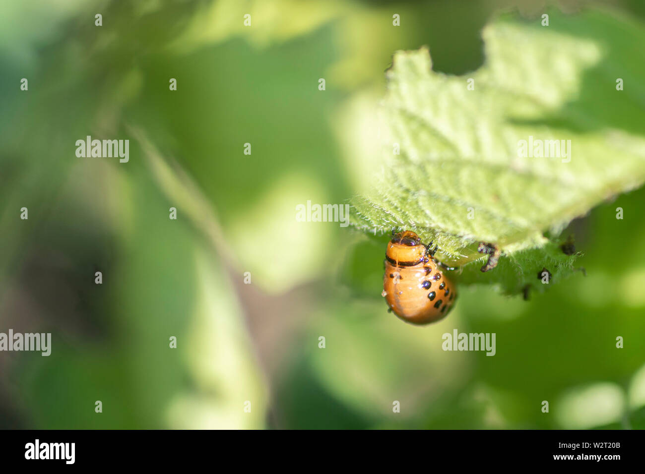 Doryphore mange une pomme de terre laisse les jeunes. Parasites dans l'agriculture Banque D'Images