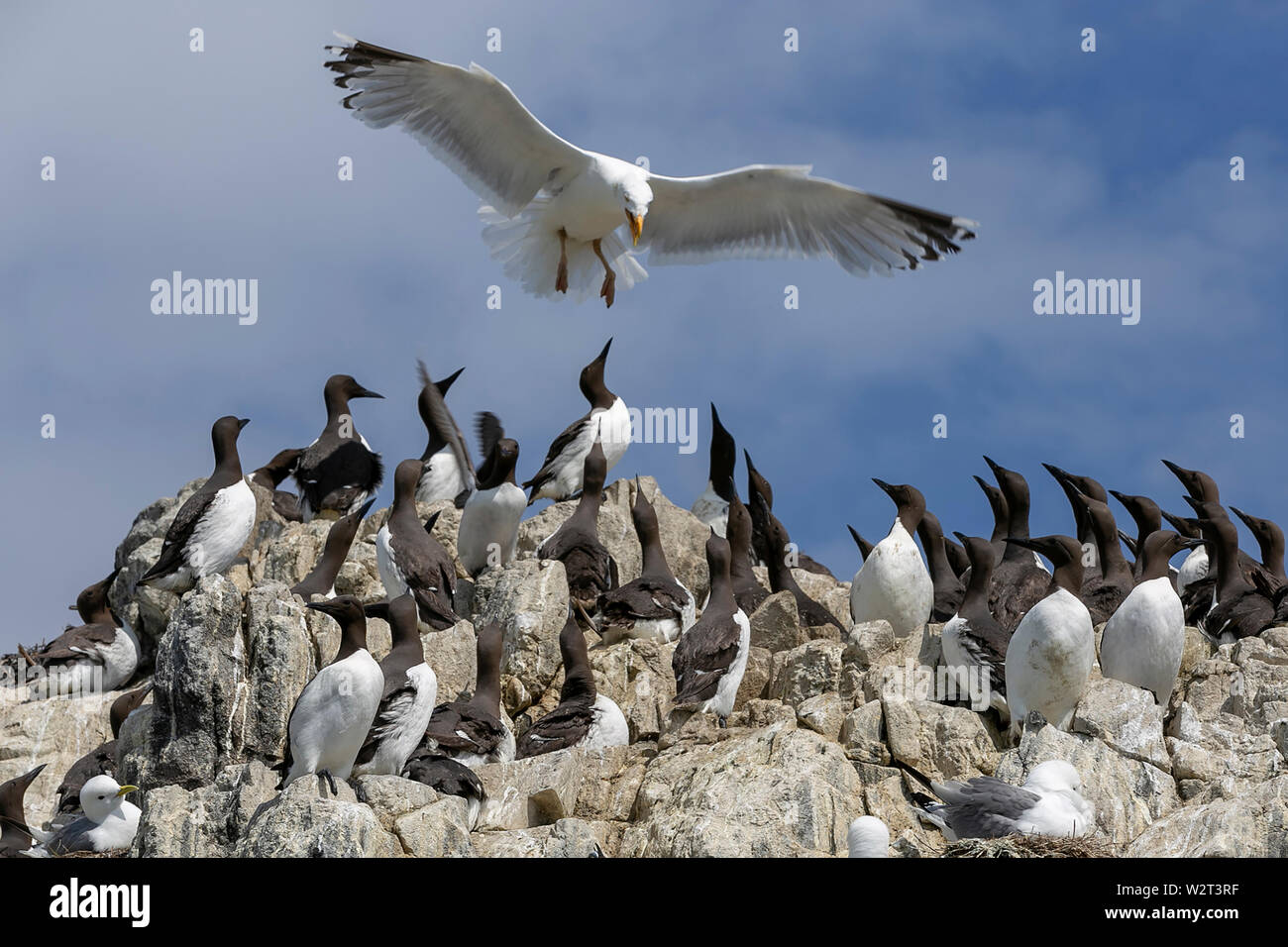 Les oiseaux de mer dans les îles Farne, Northumberland, Angleterre Banque D'Images