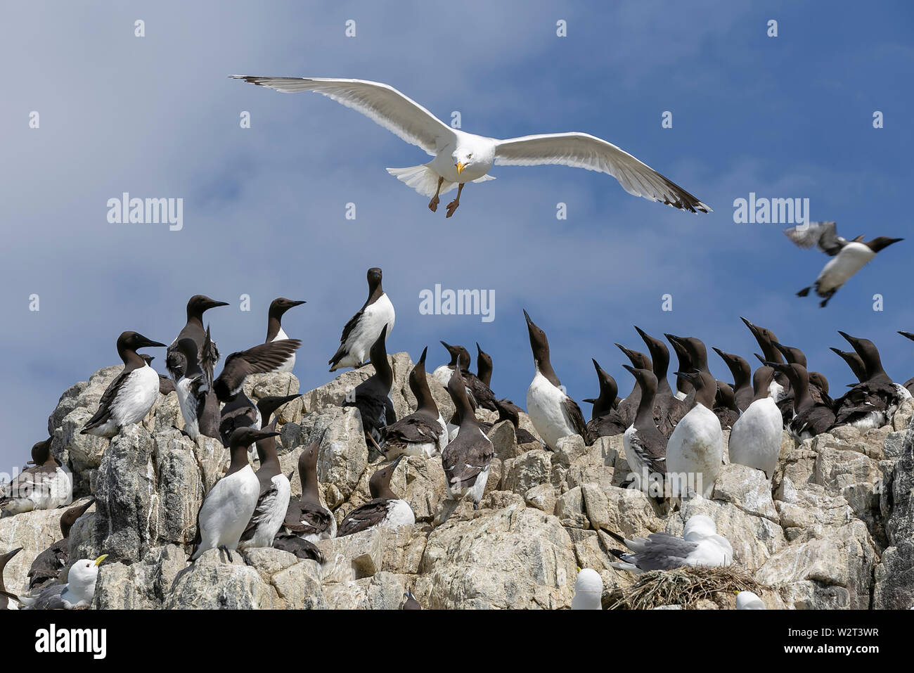 Les oiseaux de mer dans les îles Farne, Northumberland, Angleterre Banque D'Images