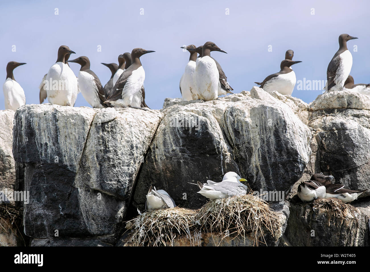 Les oiseaux de mer dans les îles Farne, Northumberland, Angleterre Banque D'Images