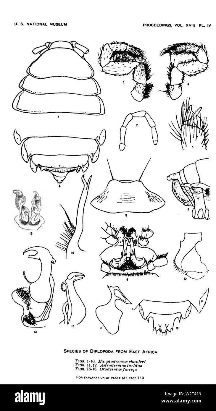 Cook 1896 Polydesmoidea 04 l'Afrique de l'Est de la plaque Banque D'Images