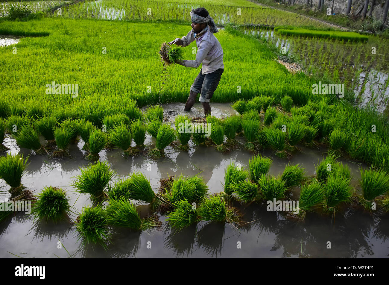 Les agriculteurs cultivent le riz Kashmiri dans les rizières dans la banlieue de Srinagar, dans le Cachemire sous administration indienne, le 07 juillet 2019. Le riz est un aliment de base dans la vallée du Cachemire et le riz est la culture la plus largement cultivée dans l'État de Jammu-et-Cachemire. 7 juillet, 2019. Les cultures de paddy sont considérées comme faisant partie de la vallée du Cachemire du riche patrimoine culturel du Crédit : Muzamil Mattoo/IMAGESLIVE/ZUMA/Alamy Fil Live News Banque D'Images