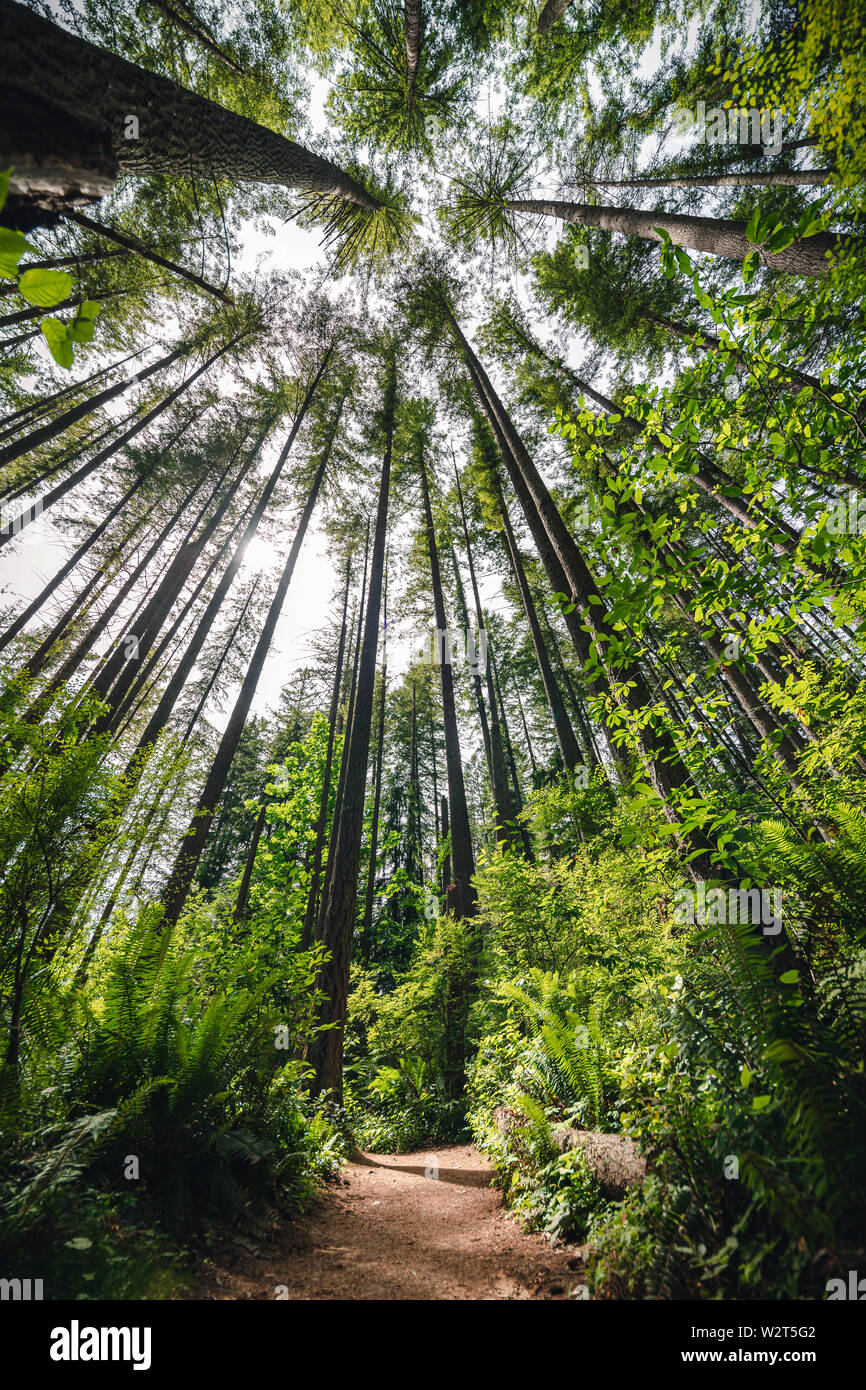 Chemin de randonnée ensoleillée avec perspective abstraite à la recherche jusqu'au tree tops Banque D'Images