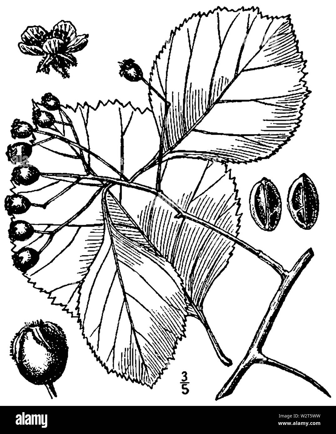 Crataegus calpodendron comme C globosa BB-1913 Banque D'Images