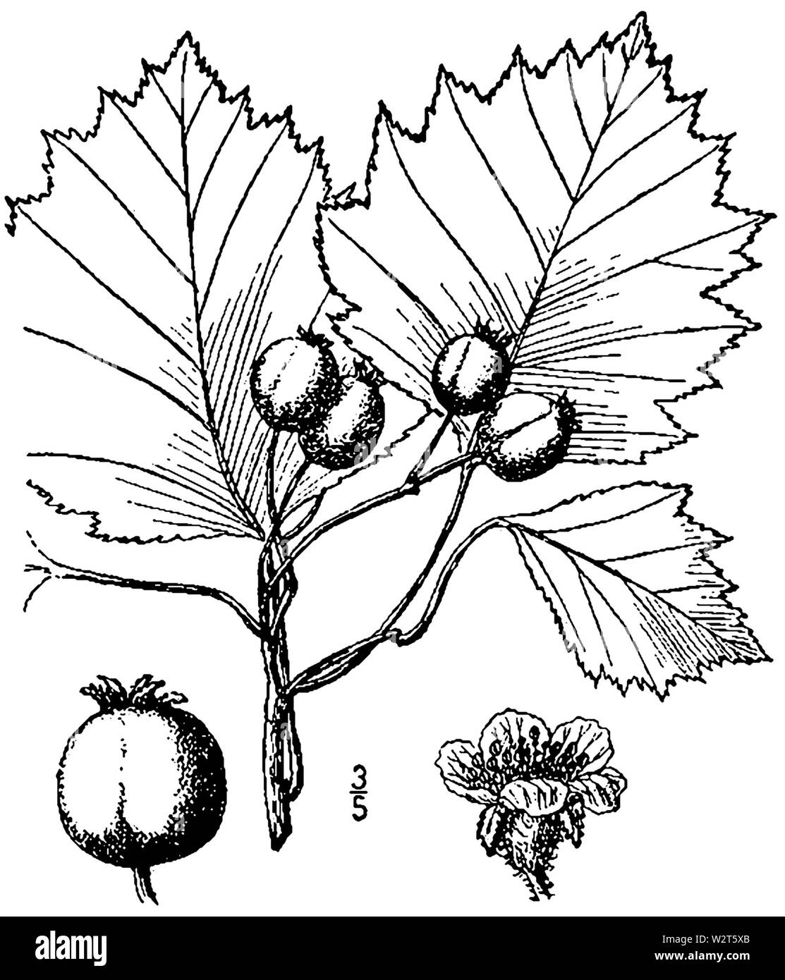 Crataegus irrasa BB-1913 Banque D'Images