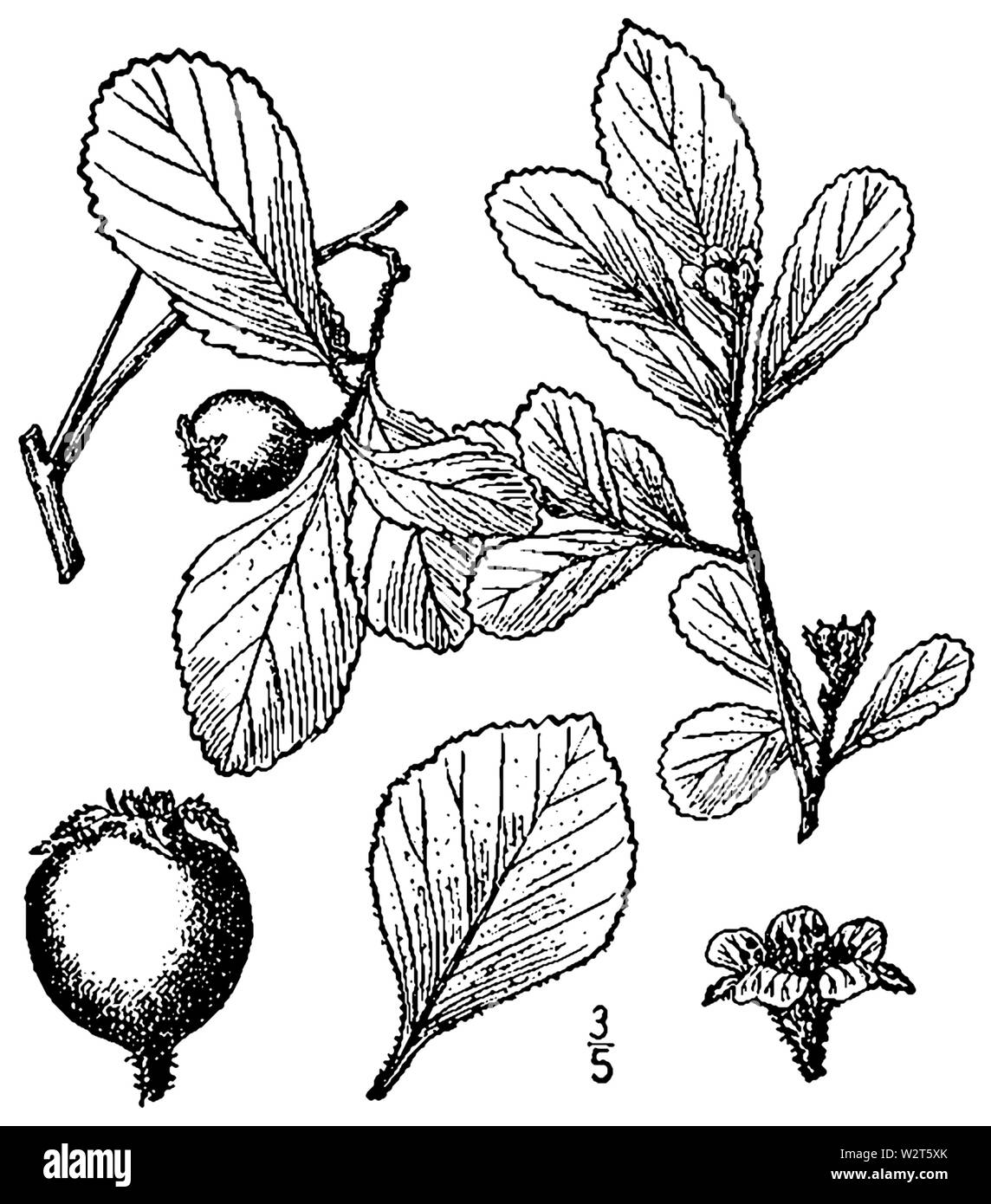 Crataegus uniflora BB-1913 Banque D'Images