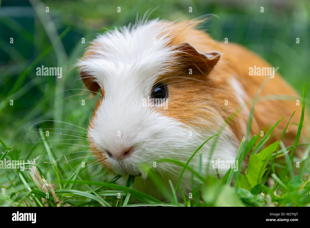 Blanc Marron cochon dans le jardin sur l'herbe verte. Banque D'Images