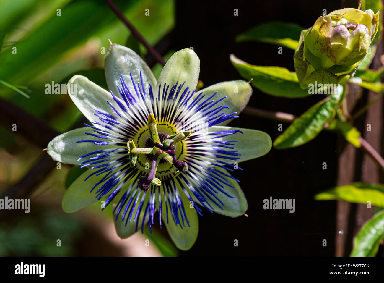 Une fleur de la passion bleue (Passiflora caerulea) Banque D'Images