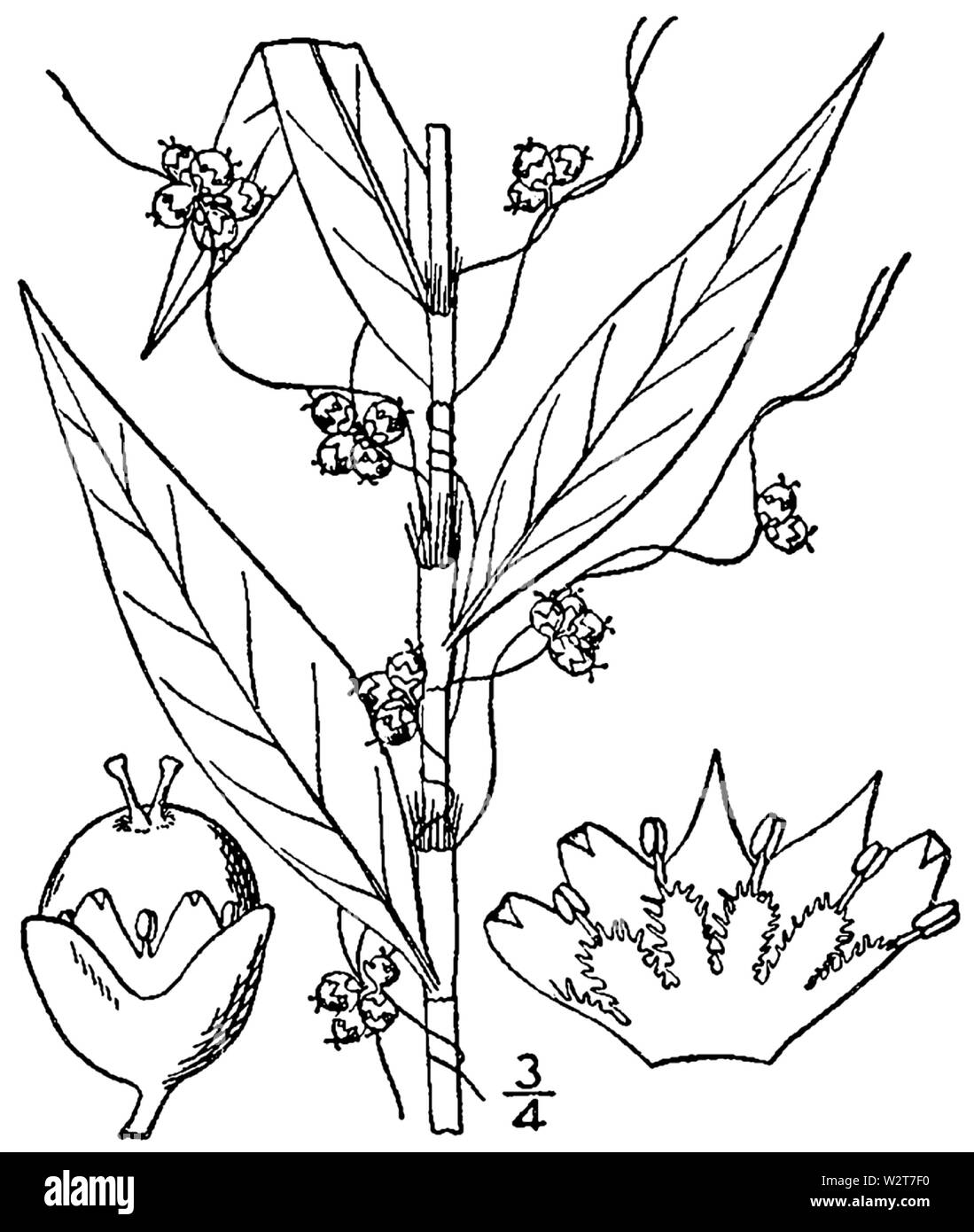 Cuscuta campestris BB-1913 Banque D'Images
