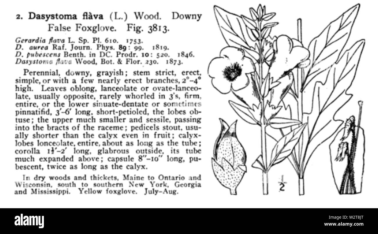 Dasystoma Aureolaria est flava virginica (1913) Britton, NL, et un brun Banque D'Images