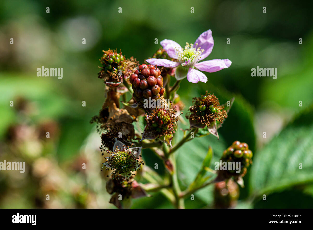 La fleur et le fruit non mûr d'un blackberry sans épines Banque D'Images