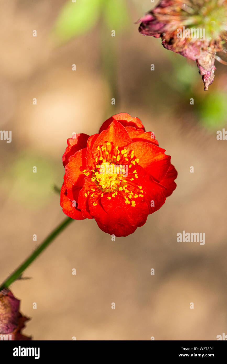 La fleur de benoîte 'Mrs J. Bradshaw' (Geum 'Mrs J. Bradshaw') Banque D'Images
