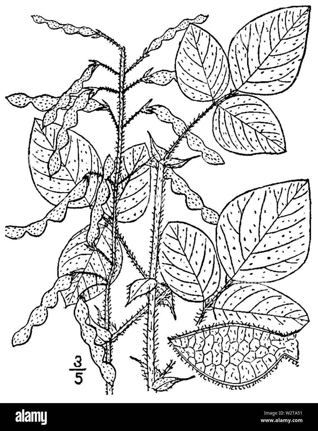 Le desmodium canescens BB-1913 Banque D'Images