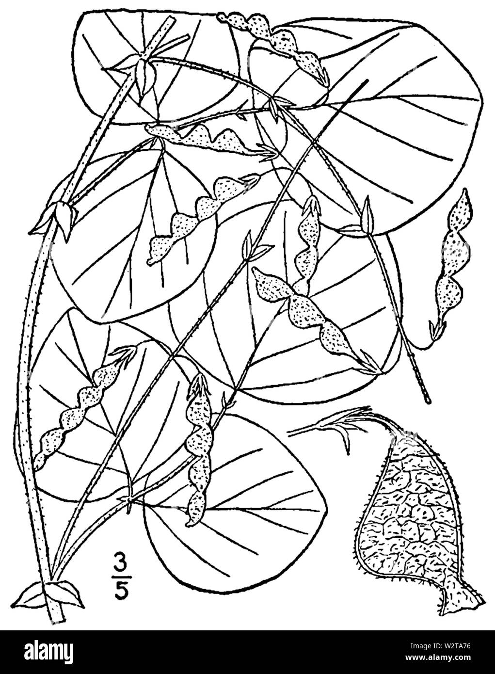 Le desmodium rotundifolium BB-1913 Banque D'Images