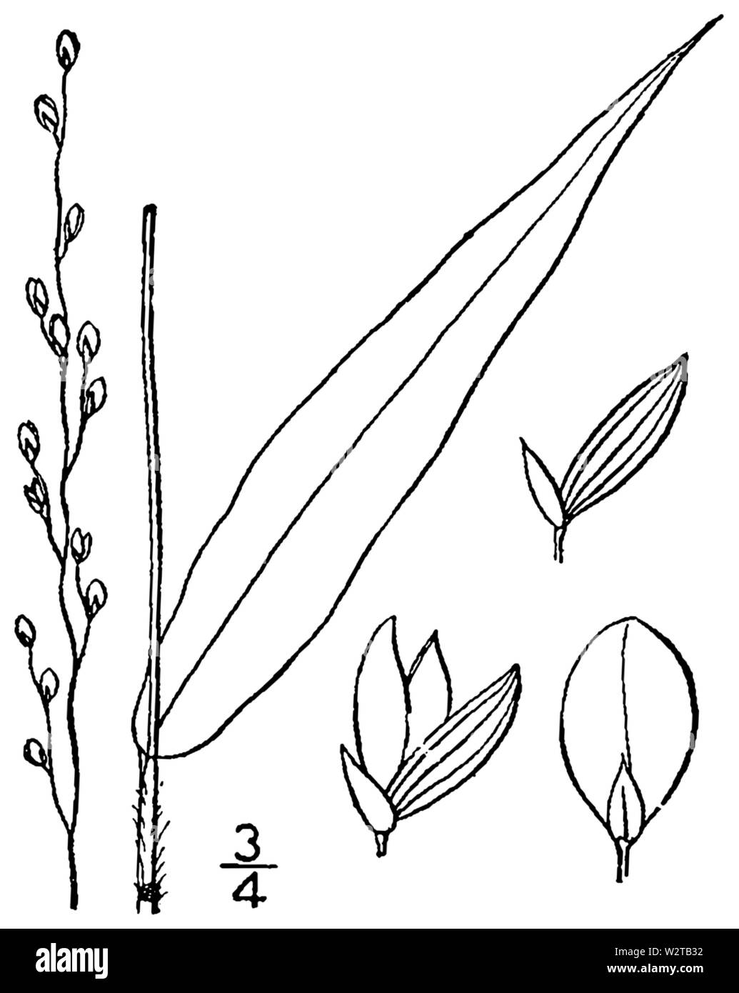 Dichanthelium xanthophysum (comme Panicum xanthophysum) BB-1913 Banque D'Images