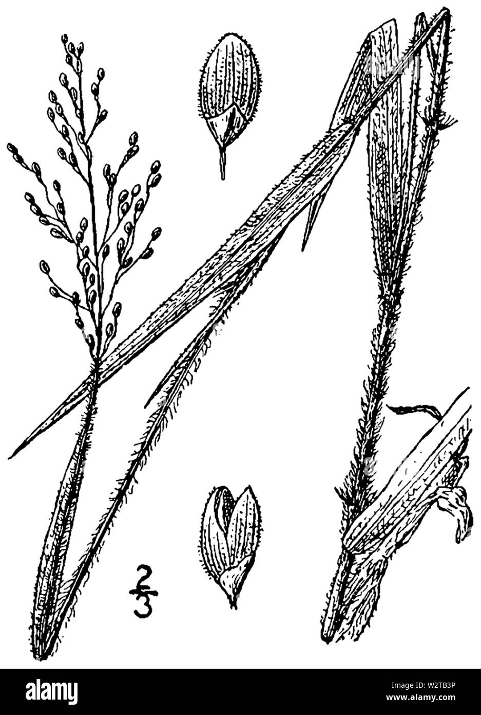 Dichanthelium ovale (comme Panicum consanguineum) BB-1913 Banque D'Images