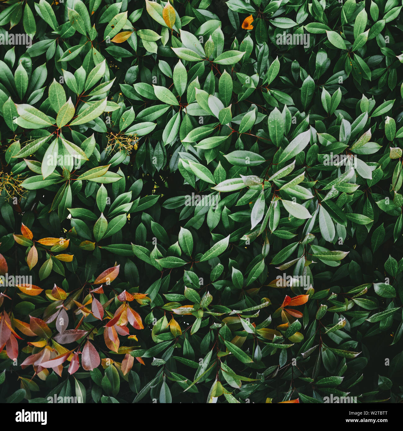 Les feuilles des plantes tropicales Banque D'Images