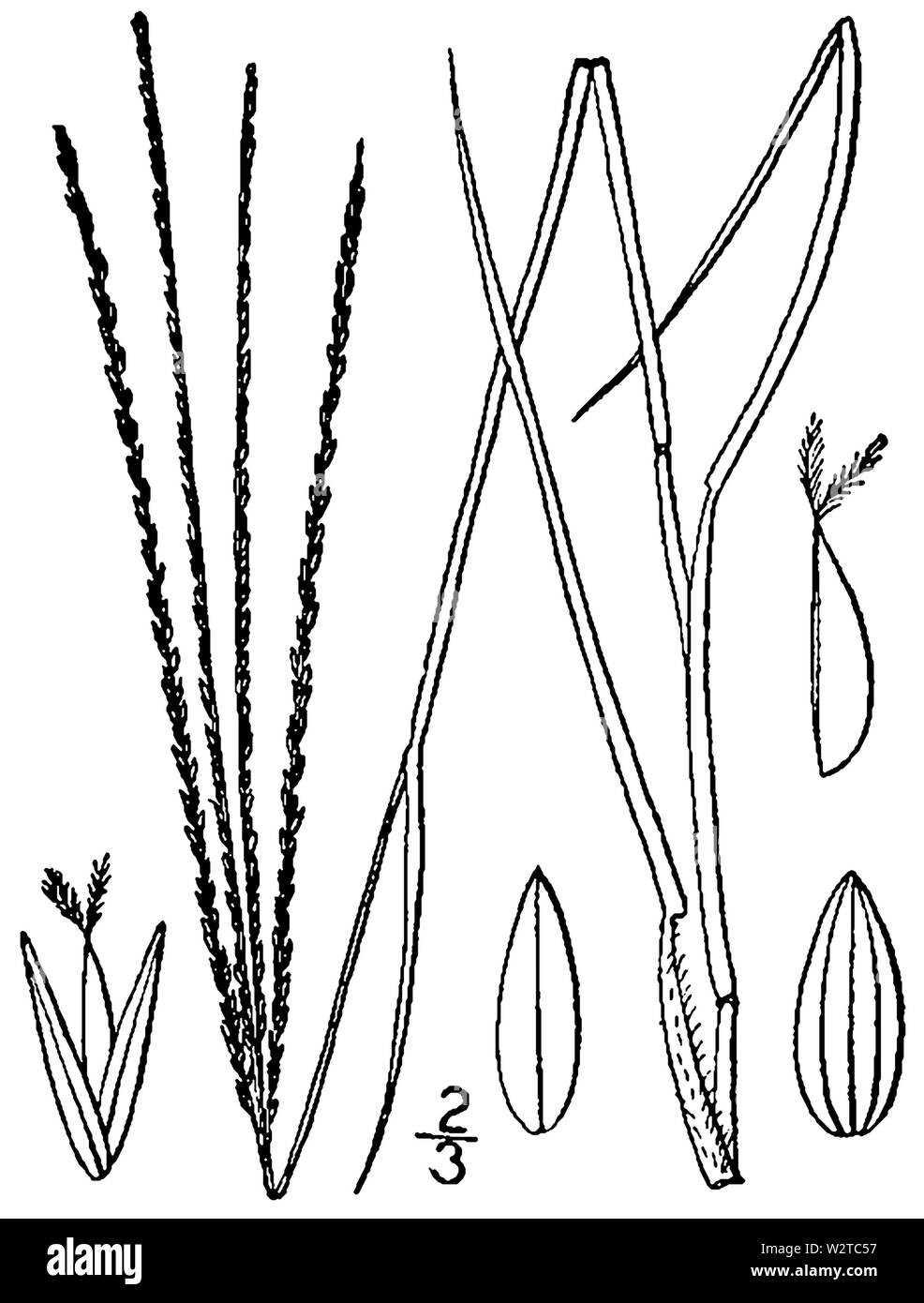 Digitaria filiformis BB-1913 Banque D'Images