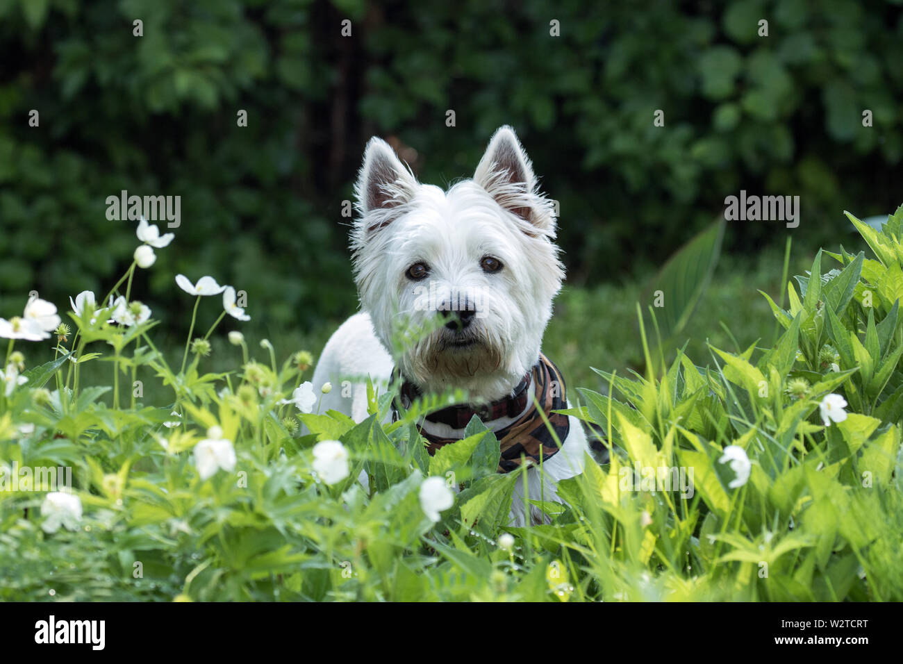 Un adorable Terrier Blanc du West Highland dans un domaine de l'Anémone des bois fleurs blanches.Ce chien est également connu comme un Westie. Banque D'Images
