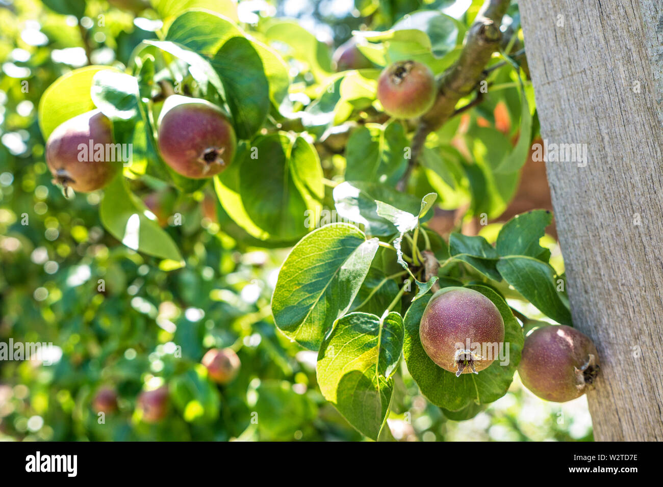 Pyrus communis 'Beurre Hardy' Variété de coing poire dessert l'espalier en juin printemps UK Banque D'Images