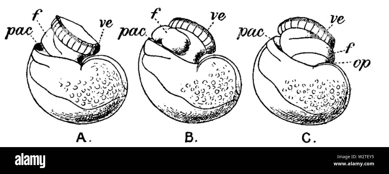 EB1911-Gastropoda 1 Banque D'Images