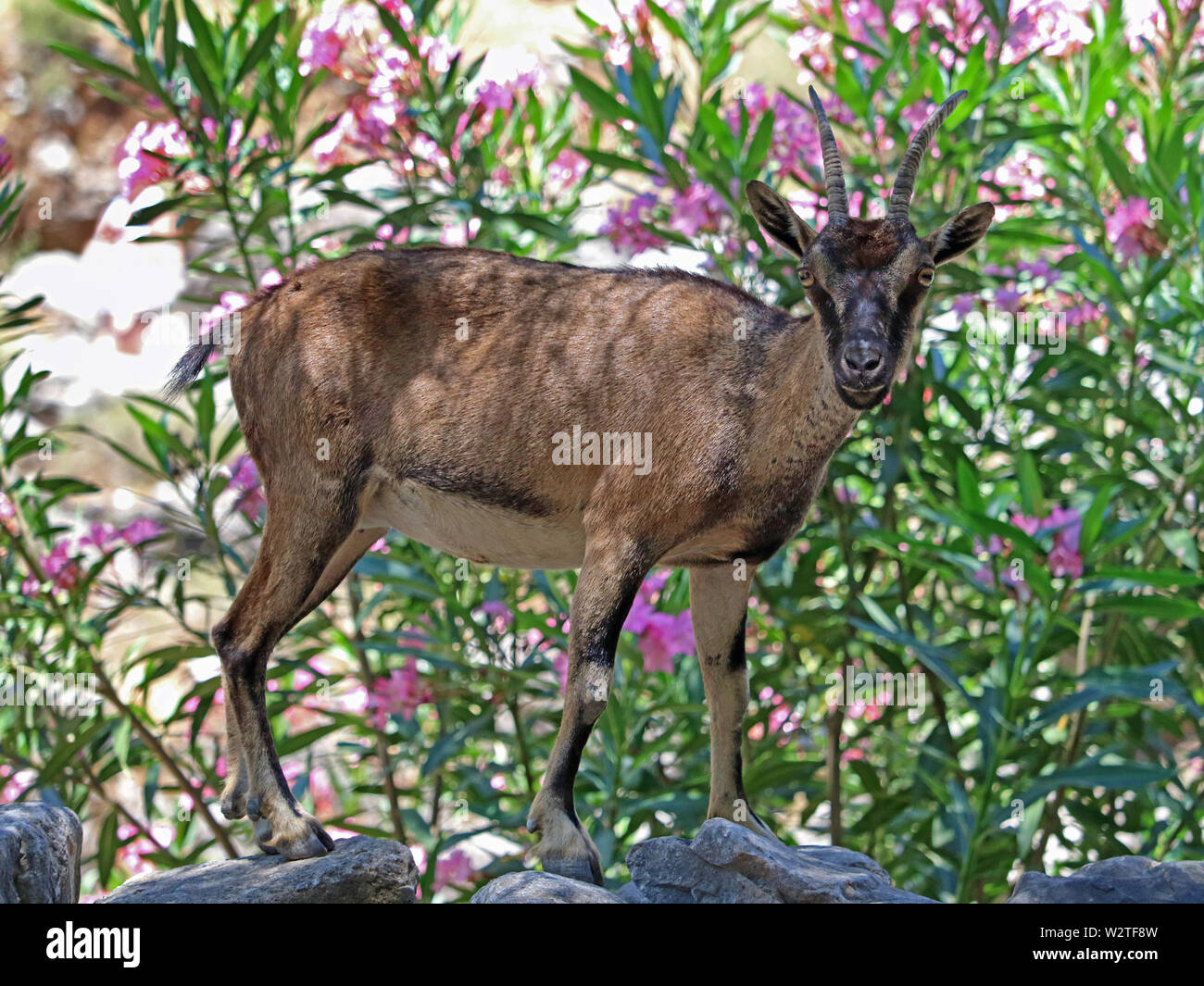 Goat standing in front of rhododendron rose en grec, la Crète Banque D'Images