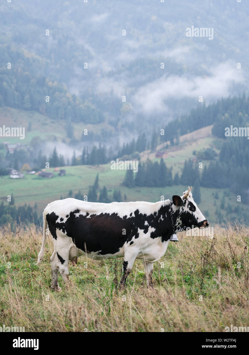 Vache noir blanc tacheté sur un pâturage dans les montagnes. Automne dans le brouillard vue rural Banque D'Images