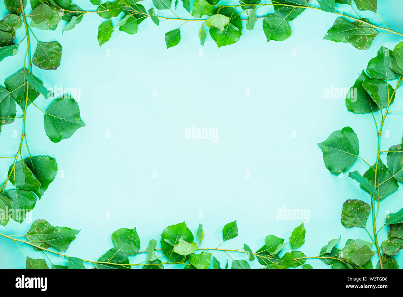 Cadre vert composé de popplar brances vert frais et de feuilles. Contexte et copie espace libre symbolisant l'écologie, la nature, le printemps et la fraîcheur Banque D'Images