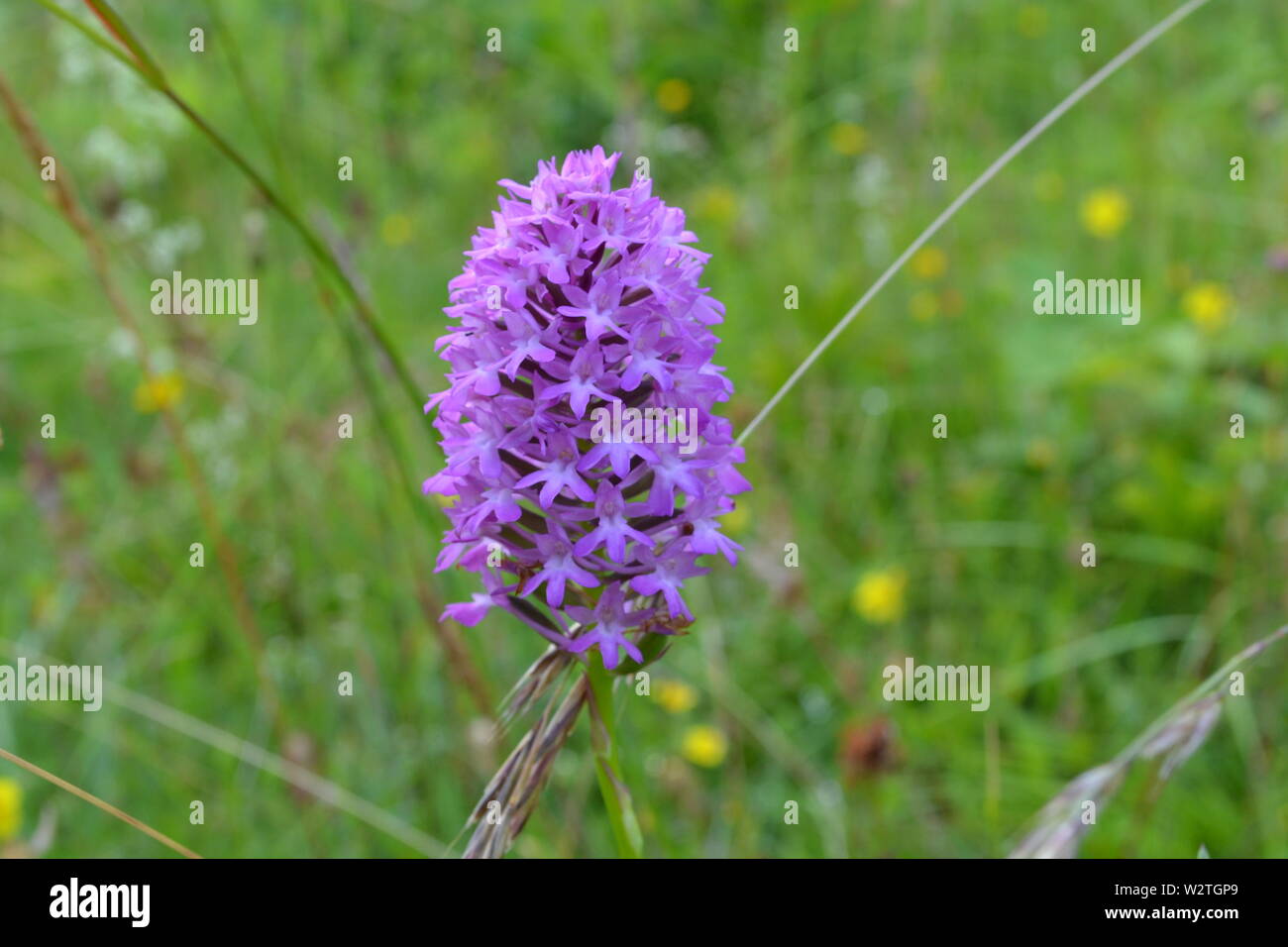 Anacamptis pyramidalis (orchidée pyramidale) fleurs sauvages à Downe Bank, North West Kent, où Charles Darwin, qui vivait à proximité, utilisée pour étudier les plantes Banque D'Images