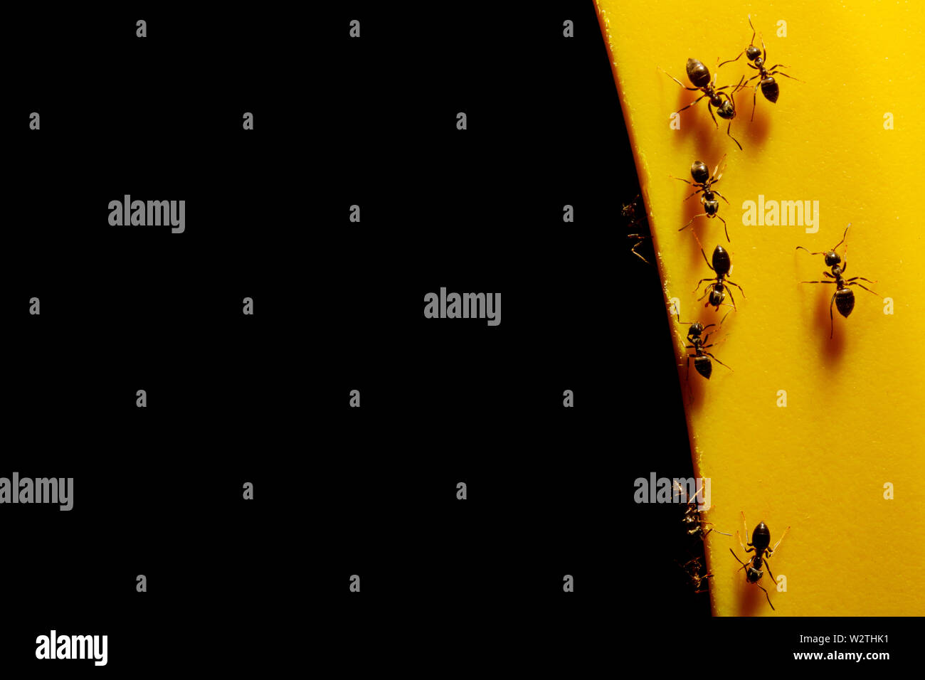 Fourmis sur un objet jaune sur fond noir, impression Banque D'Images