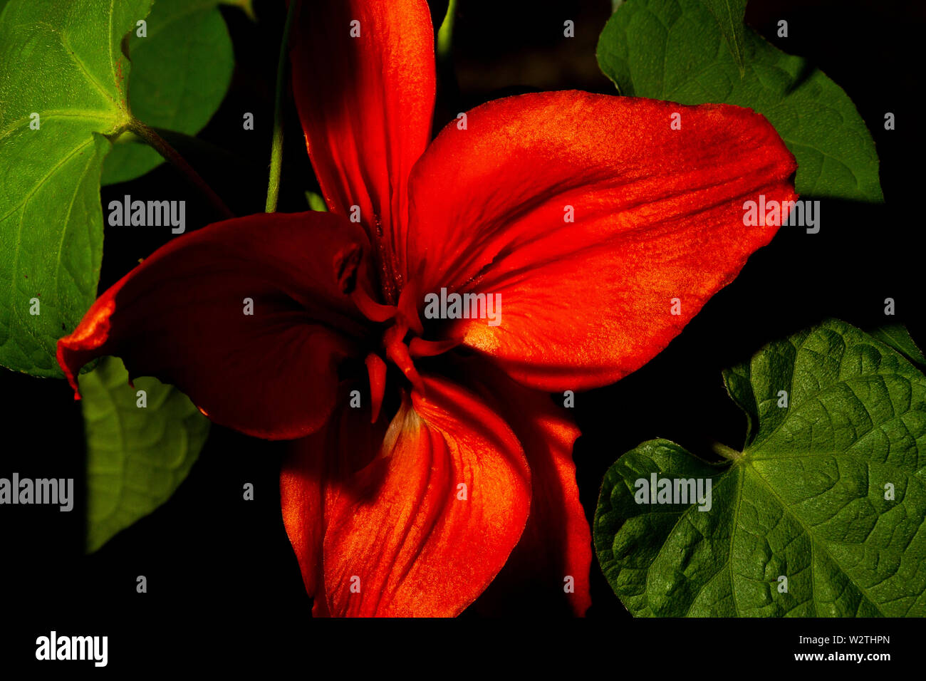 Red lily et feuilles vertes sur fond noir , impression Banque D'Images