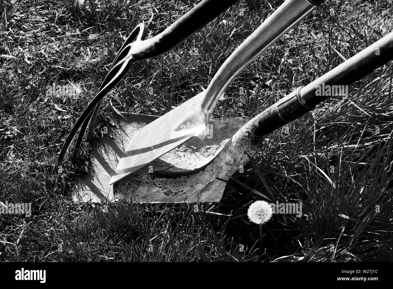 Photographie en noir et blanc d'une fourche de jardinage Le jardinage, une bêche et une pelle de jardinage appuyé contre chaque autre entouré d'herbe dans un jardin, o Banque D'Images