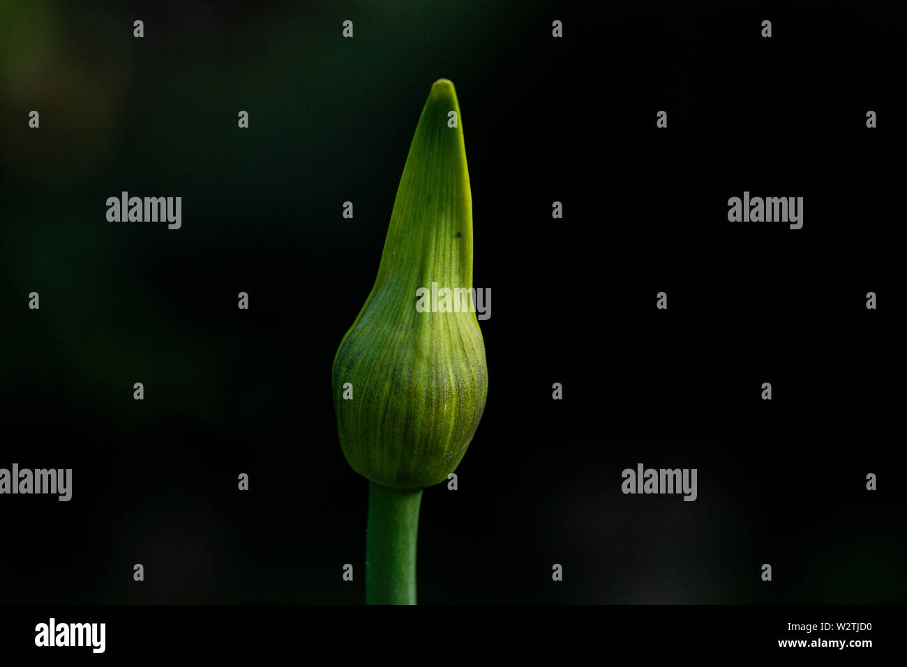 Le bouton floral d'un Agapanthus Banque D'Images