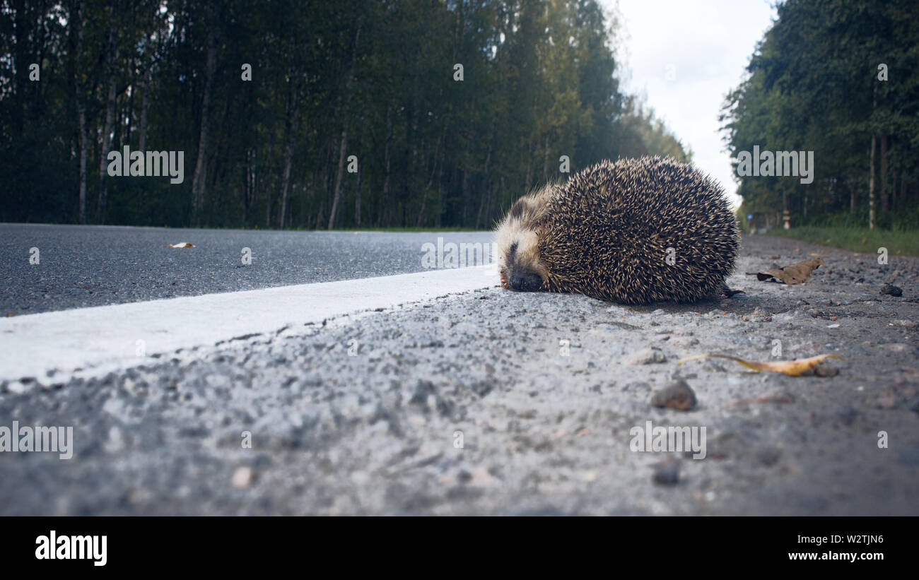 Le malheureux hérisson est frappé sur la route par une voiture. Voiture comme la cause de la mort d'un grand nombre de mammifères : plus la vitesse la plus de victimes Banque D'Images
