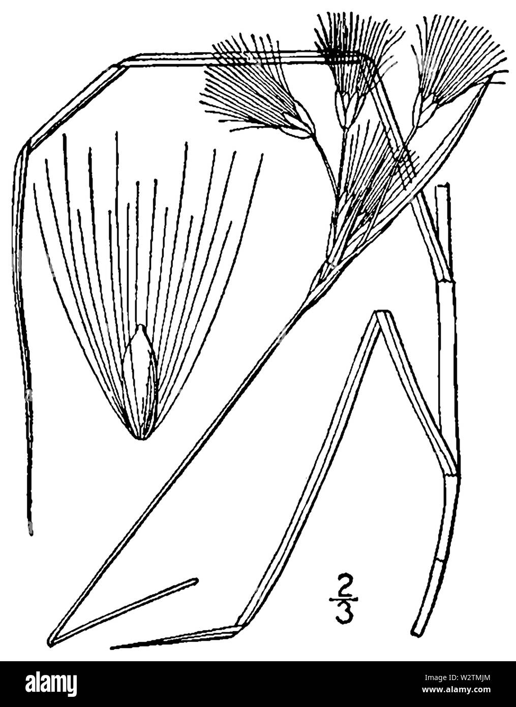Eriophorum tenellum BB-1913 Banque D'Images