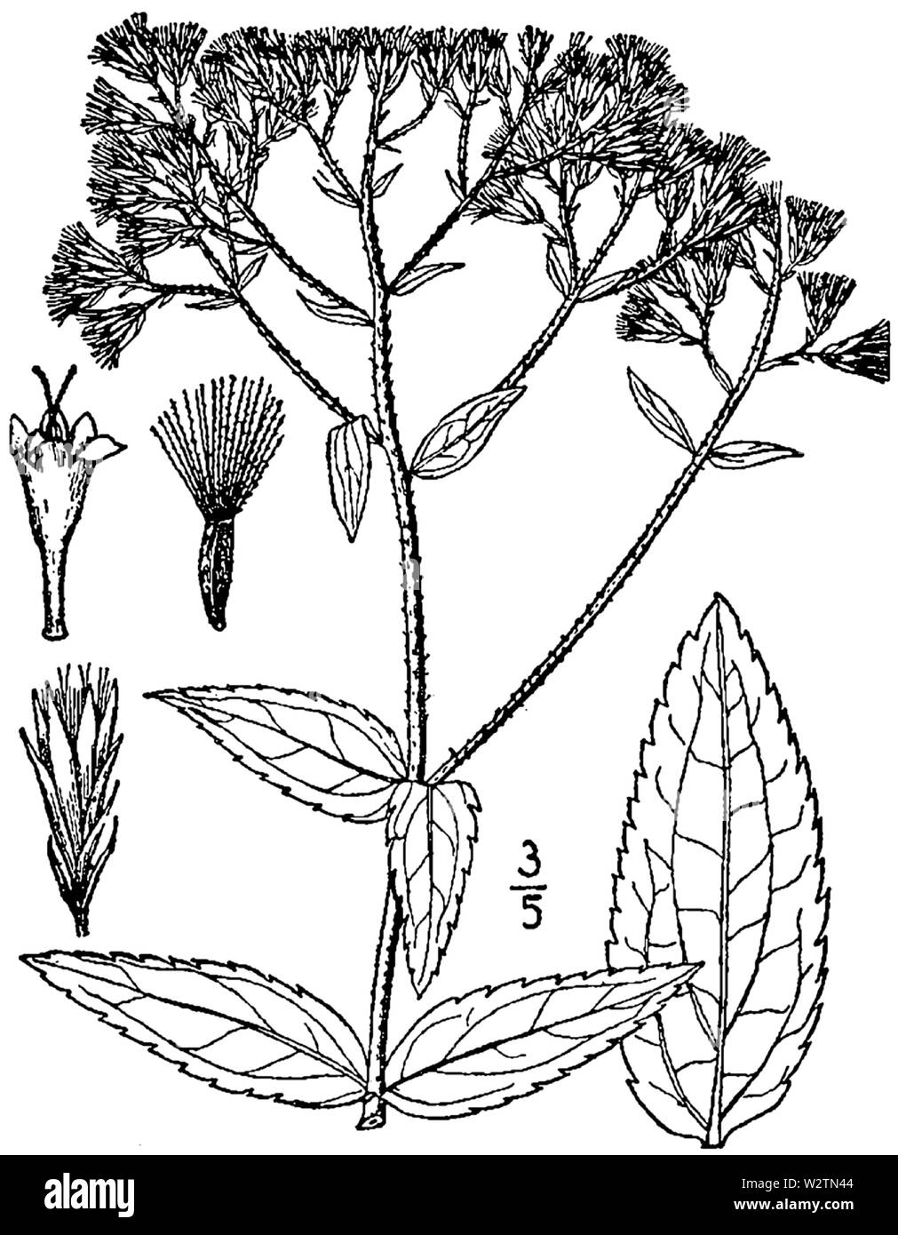 Eupatorium var album album Banque D'Images