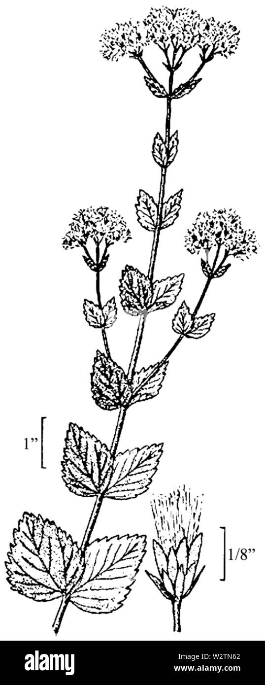 Eupatorium rotundifolium dimensions 02 Banque D'Images