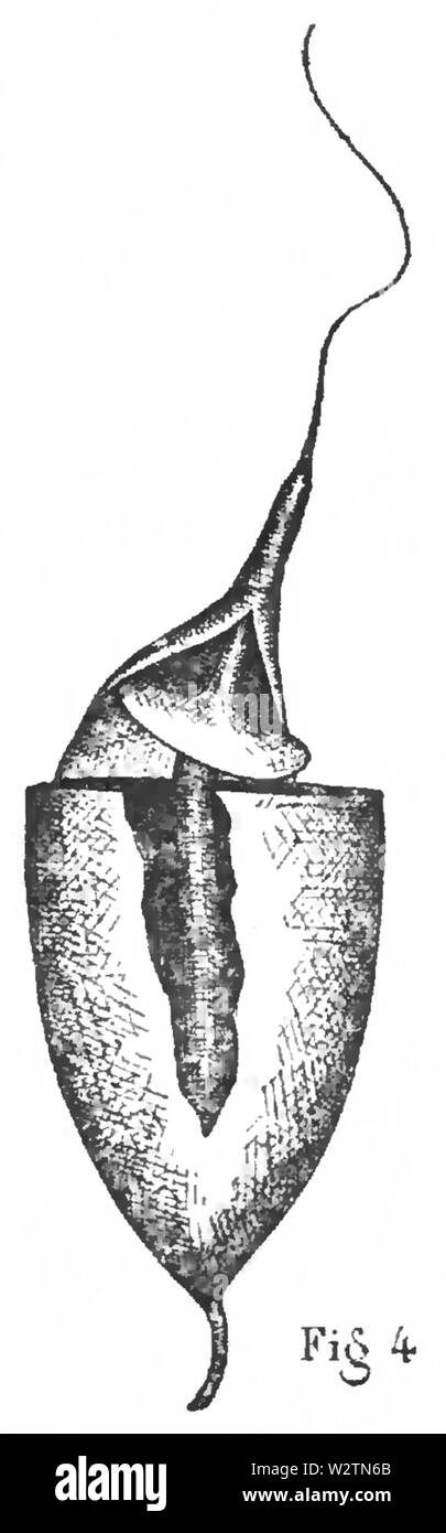 Eustichium Norvegicum - Fig-4 Banque D'Images
